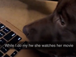 Владельцам домашних питомцев на удаленке пришлось не сладко, поэтому в ход идет смекалка