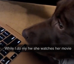 Владельцам домашних питомцев на удаленке пришлось не сладко, поэтому в ход идет смекалка