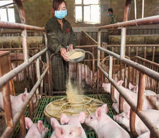 Huawei на фоне падения продаж смартфонов займётся разработкой технологий для свиноводства