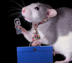 Радиация от смартфонов не вредит человеку