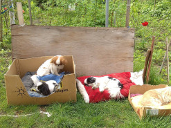 Ring пропонує функцію «Пошукова група» для пошуку загублених в США собак їхнім власникам