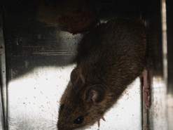 У зоні відчуження провели дослідження мишоподібних гризунів