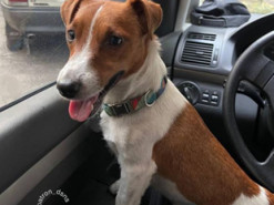 За кермом автомобіля: пес Патрон потішив підписників новим фото