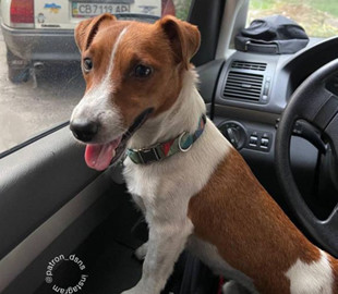 За кермом автомобіля: пес Патрон потішив підписників новим фото