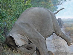 Слон показал, как делать грязевые маски