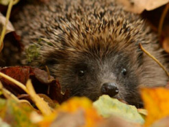 Прогноз погоди на вихідні 5–6 листопада: вікенд у відтінках сірого