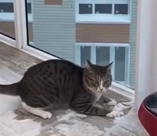 Смешную реакцию кота на снег сняли на видео