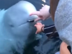 Кит вернул утонувший iPhone владельцу прямо в руки