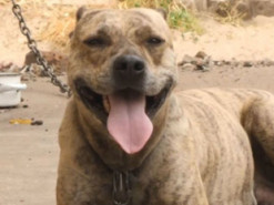 Минюст продал агрессивного питбуля на аукционе