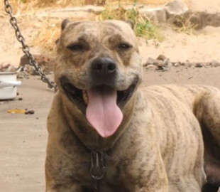 Минюст продал агрессивного питбуля на аукционе