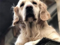 Найпопулярніше місце Ґданська: Балкон із золотистим ретривером