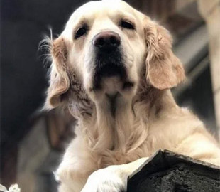 Найпопулярніше місце Ґданська: Балкон із золотистим ретривером