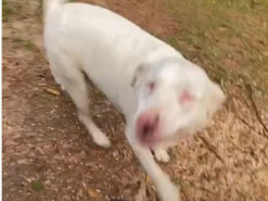 Реакция слепой собаки на появление хозяина растрогала пользователей Сети