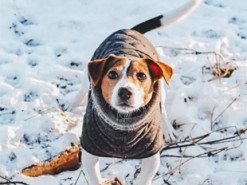 Зима на порозі: синоптики розповіли, що очікувати від грудня