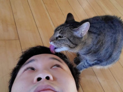 Кішка попередила інженера-програміста про нічну DDoS-атаку