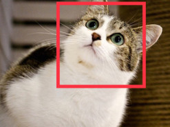 iPhone научится распознавать кошек и собак на фото