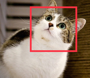 iPhone научится распознавать кошек и собак на фото