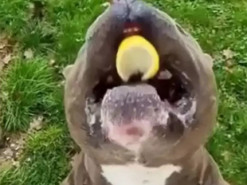 «Кислятина, брр»: уморительная реакция собаки на лимон рассмешила до слез