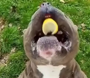 «Кислятина, брр»: уморительная реакция собаки на лимон рассмешила до слез