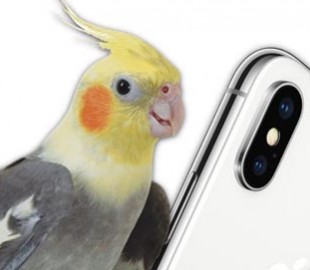 Попугай научился повторять звук iPhone
