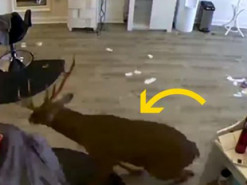 Сеть рассмешило видео, на котором олень ворвался в салон красоты