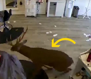 Сеть рассмешило видео, на котором олень ворвался в салон красоты