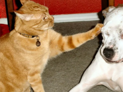 «Ну что, получил!»: эпичное нападение кота на спящего пса рассмешило интернет