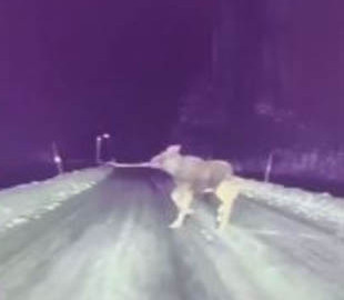 Как Tesla уворачивается от лося на ночной дороге