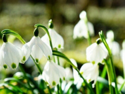В Сети показали, как в Чернобыльской зоне отчуждения цветут подснежники (Фото)