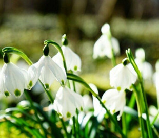 В Сети показали, как в Чернобыльской зоне отчуждения цветут подснежники (Фото)