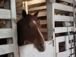Лошадь заскучала в стойле и решила поболтать языком - каждый развлекается, как может