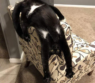 Кот со смешными подмышками стал героем фотошоп-шутников