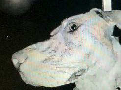 Курьезная собака вернулась среди ночи и стала звонить в дверь, чтоб её впустили в дом