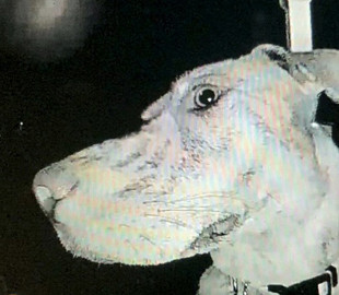 Курьезная собака вернулась среди ночи и стала звонить в дверь, чтоб её впустили в дом