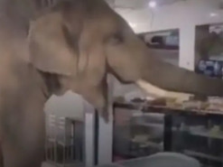 Слон прийшов у магазин, наївся продуктів і забрав із собою запаси