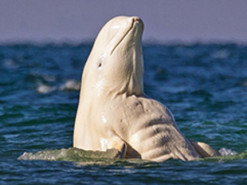 Новая оптическая иллюзия с животными стала хитом Сети