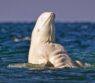 Новая оптическая иллюзия с животными стала хитом Сети