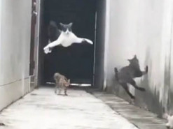 Забавный ролик из Сети: кот расправил лапы и «полетел» от преследователей