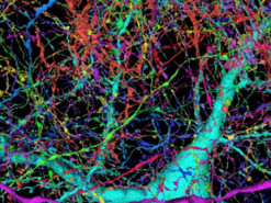 Google занялся созданием 3D-карты головного мозга