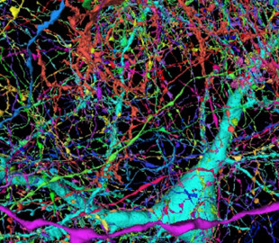 Google занялся созданием 3D-карты головного мозга