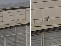 У Житомирі рік ловили кота-пранкера, який оселився на вивісці магазину