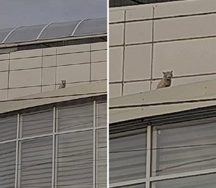 У Житомирі рік ловили кота-пранкера, який оселився на вивісці магазину