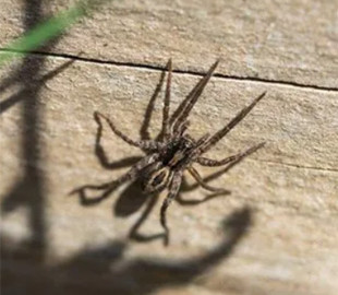 Названо улюблені місця павуків у вашому домі: як позбутися небажаних "сусідів"