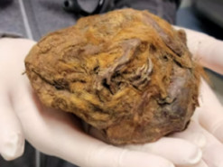 Учені знайшли ховраха, якому 30 тисяч років: він помер уві сні та замерз