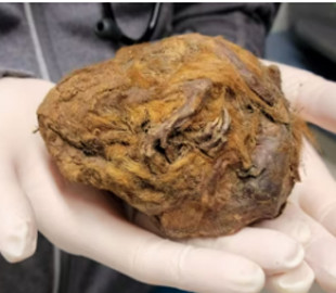 Учені знайшли ховраха, якому 30 тисяч років: він помер уві сні та замерз