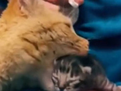 Проснулся отцовский инстинкт: спасший брошенного котёнка кот восхитил Сеть