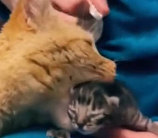 Проснулся отцовский инстинкт: спасший брошенного котёнка кот восхитил Сеть