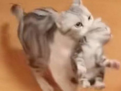 Кошка принесла хозяйке котят, чтобы отдохнуть