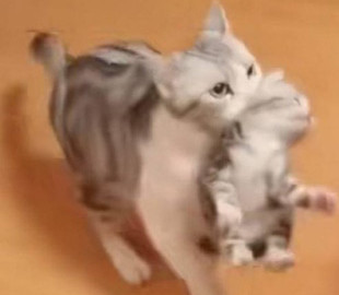Кошка принесла хозяйке котят, чтобы отдохнуть
