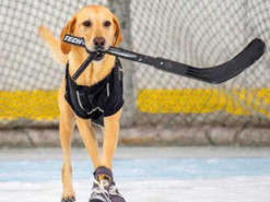 Собака научилась стоять на коньках и играть в хоккей